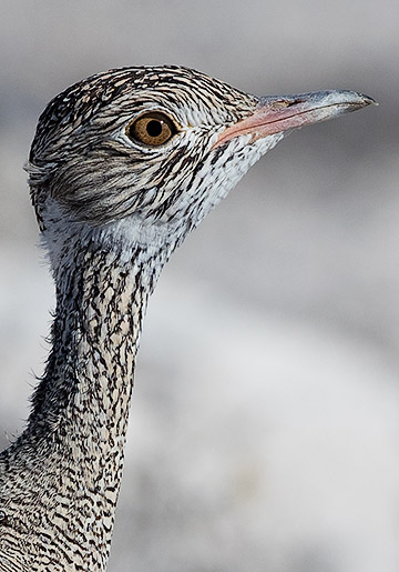 Northern Black Korhaan female head